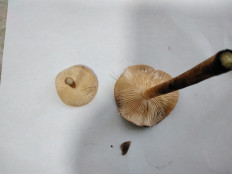 Гриб из с.Кевсала