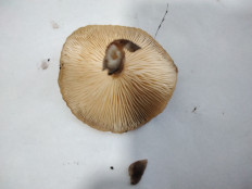 Гриб из с.Кевсала