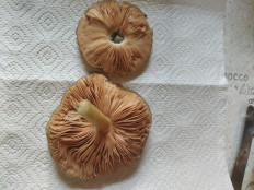 Гриб из Белгородская область