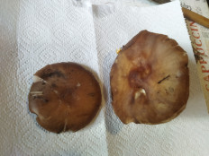 Гриб из Белгородская область