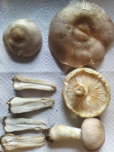 Гриб из Белгородская область