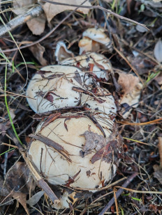 Гриб из Волгоград