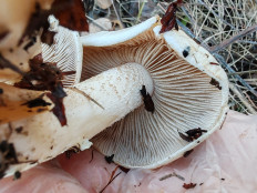 Гриб из Волгоград