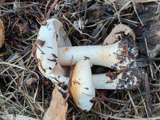 Гриб из Волгоград