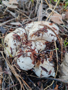 Гриб из Волгоград