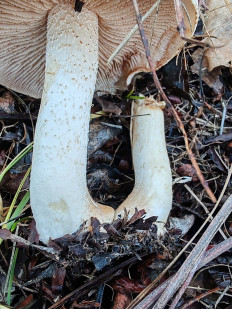 Гриб из Волгоград