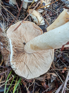 Гриб из Волгоград