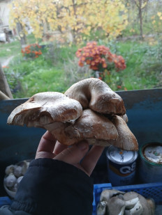 Гриб из Хутор Липчанский Ставропольский край