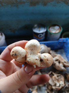 Гриб из Хутор Липчанский Ставропольский край