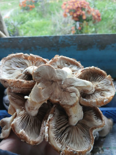 Гриб из Хутор Липчанский Ставропольский край