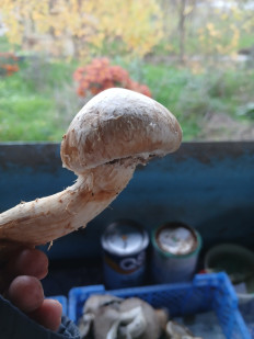 Гриб из Хутор Липчанский Ставропольский край