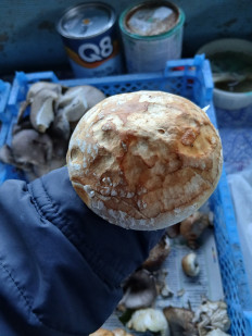 Гриб из Хутор Липчанский Ставропольский край