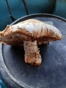 Гриб из Хутор Липчанский Ставропольский край