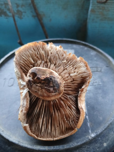 Гриб из Хутор Липчанский Ставропольский край