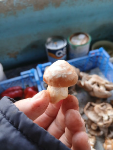 Гриб из Хутор Липчанский Ставропольский край