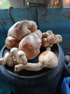 Гриб из Хутор Липчанский Ставропольский край