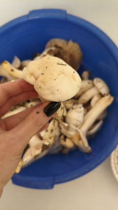 Гриб из Краснодар