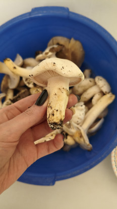 Гриб из Краснодар