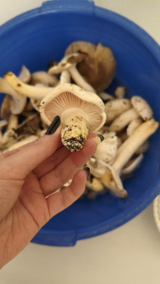 Гриб из Краснодар