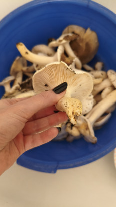 Гриб из Краснодар