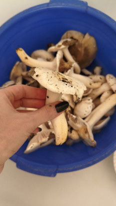 Гриб из Краснодар