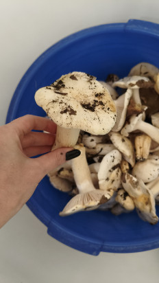 Гриб из Краснодар