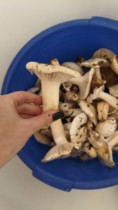 Гриб из Краснодар