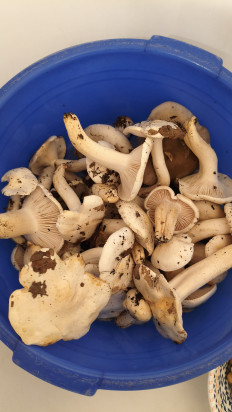 Гриб из Краснодар