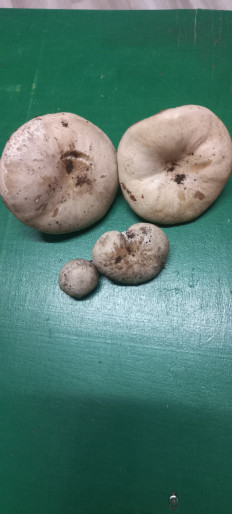 Гриб из Краснослободск Волгоградская обл