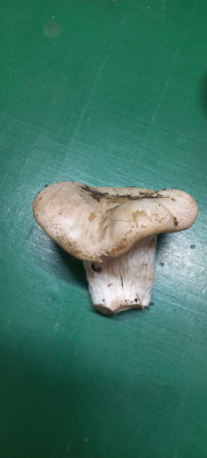 Гриб из Краснослободск Волгоградская обл