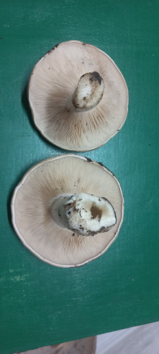 Гриб из Краснослободск Волгоградская обл