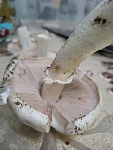 Гриб из Астрахань