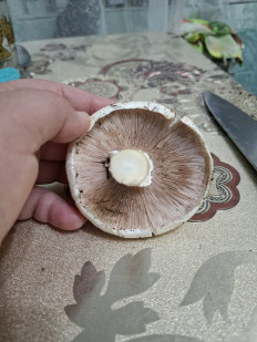 Гриб из Астрахань