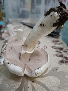 Гриб из Астрахань