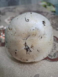 Гриб из Астрахань