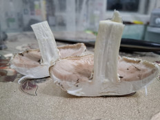 Гриб из Астрахань