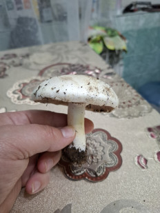 Гриб из Астрахань