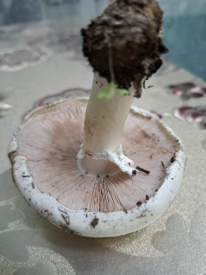 Гриб из Астрахань