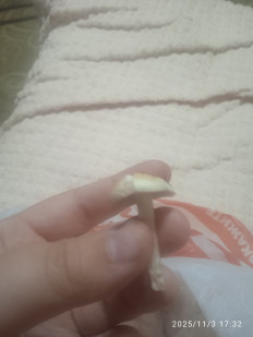 Гриб из Новошахтинск Войкова 84