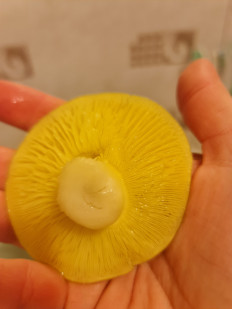 Гриб из Лиски