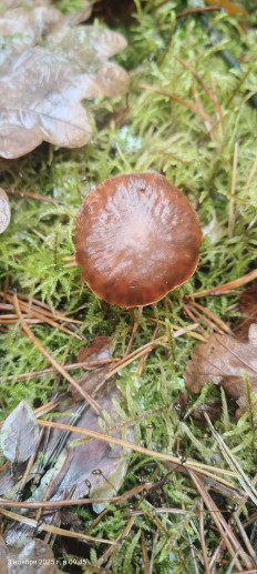 Гриб из Павловский Посад