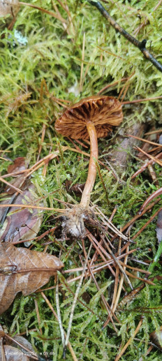 Гриб из Павловский Посад