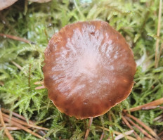 Гриб из Павловский Посад