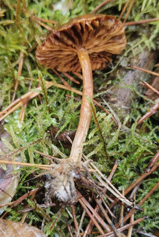 Гриб из Павловский Посад