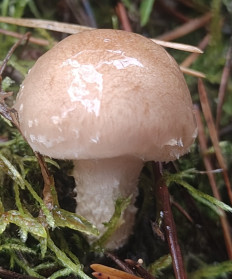 Гриб из Павловский Посад