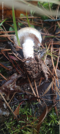 Гриб из Павловский Посад