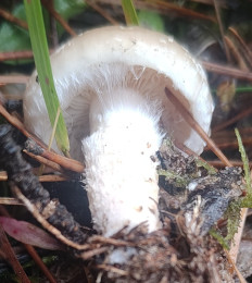 Гриб из Павловский Посад