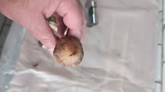 Гриб из Воронеж