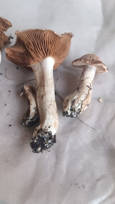 Гриб из Воронеж