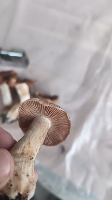 Гриб из Воронеж